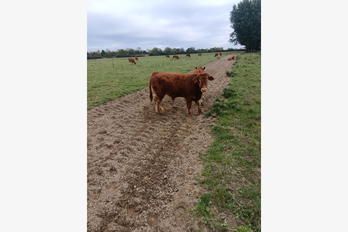 Pur limousin mâle - 30260690_8478dbd4caea18bdfa35ed38a017f5fe.jpg