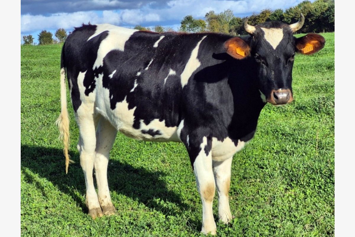 Photo 1 11 génisses holsteins