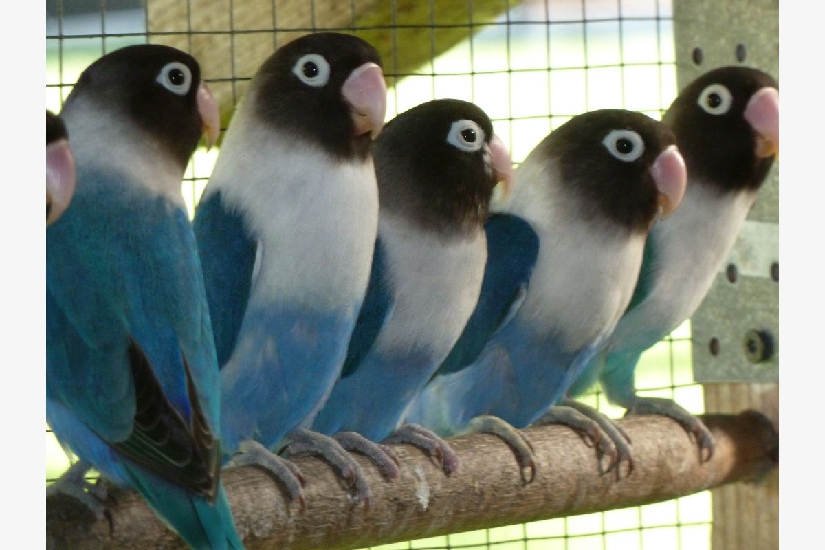 Photo 1 OISEAUX PERSONATA