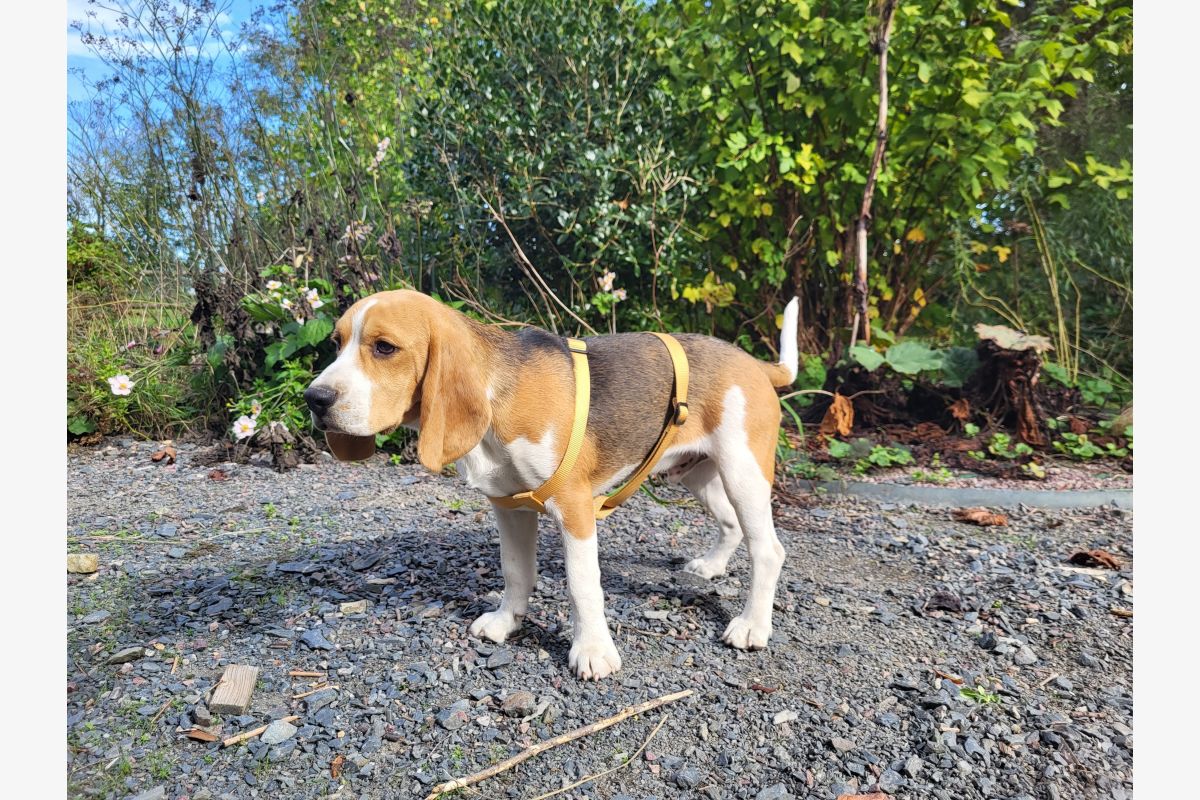 Photo 1 Race beagle