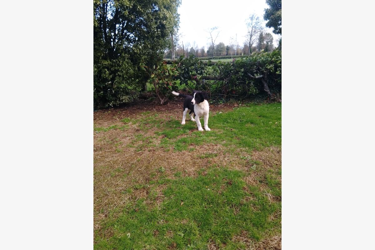 Photo 1 border collie