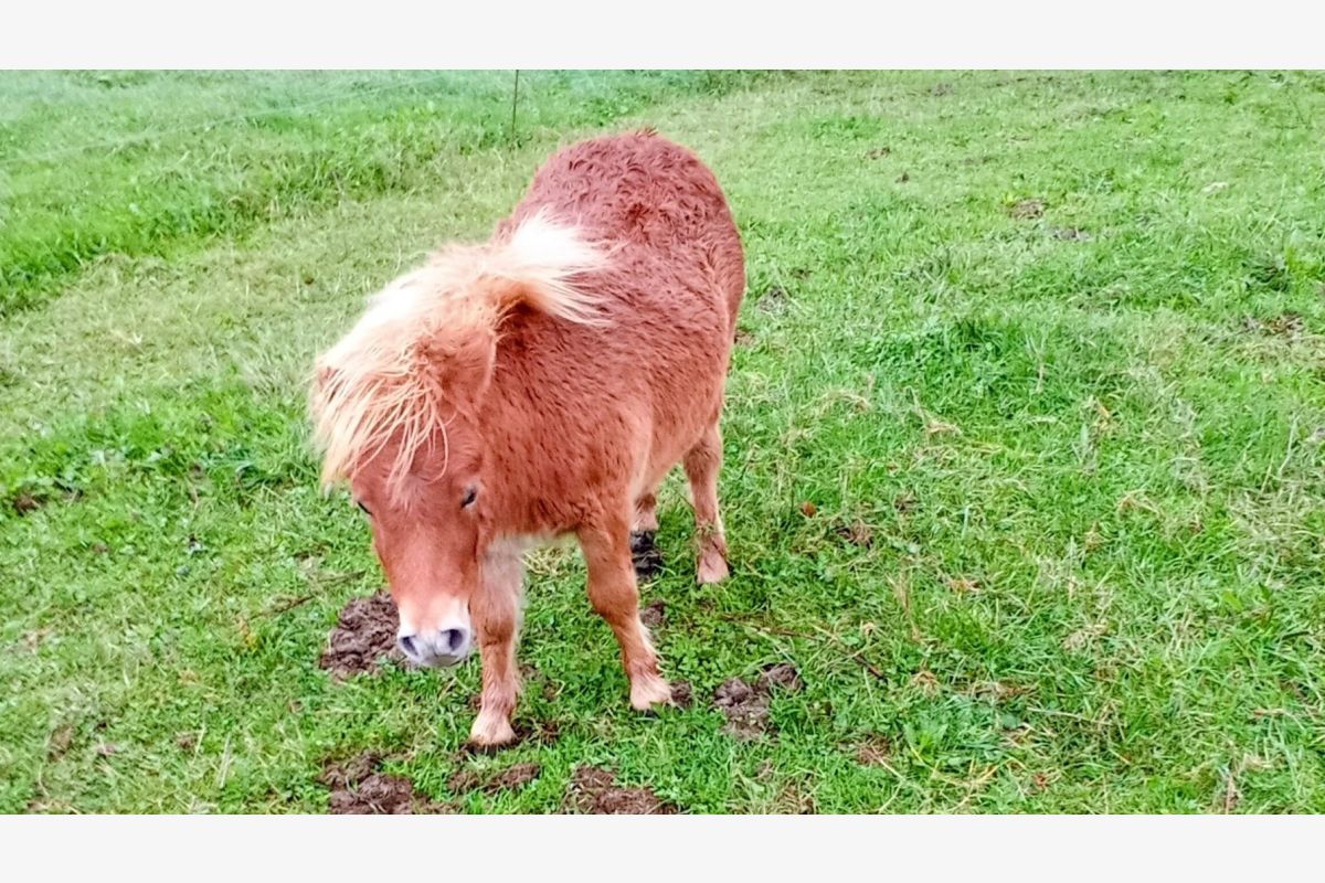 Photo 1 Poney shetland