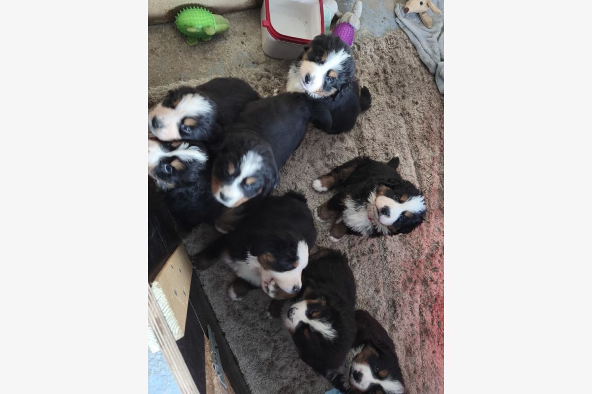 A RESERVER BOUVIER BERNOIS - 302612_7a25371a69151a86cb26d42b83bf1164.jpg