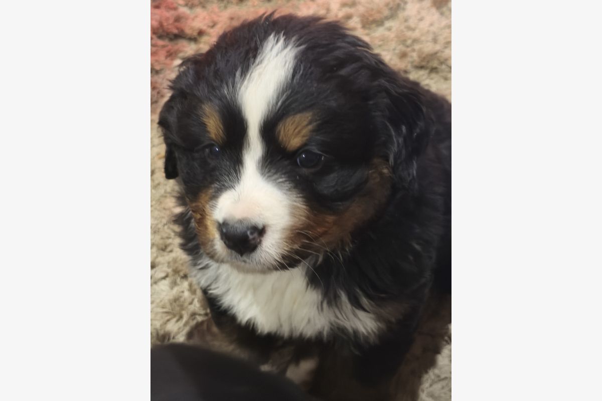 A RESERVER BOUVIER BERNOIS - 302612_7fa27823e5b28973229c6a2b0450d834.jpg