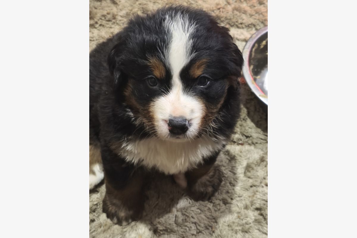 Photo 1 A RESERVER BOUVIER BERNOIS