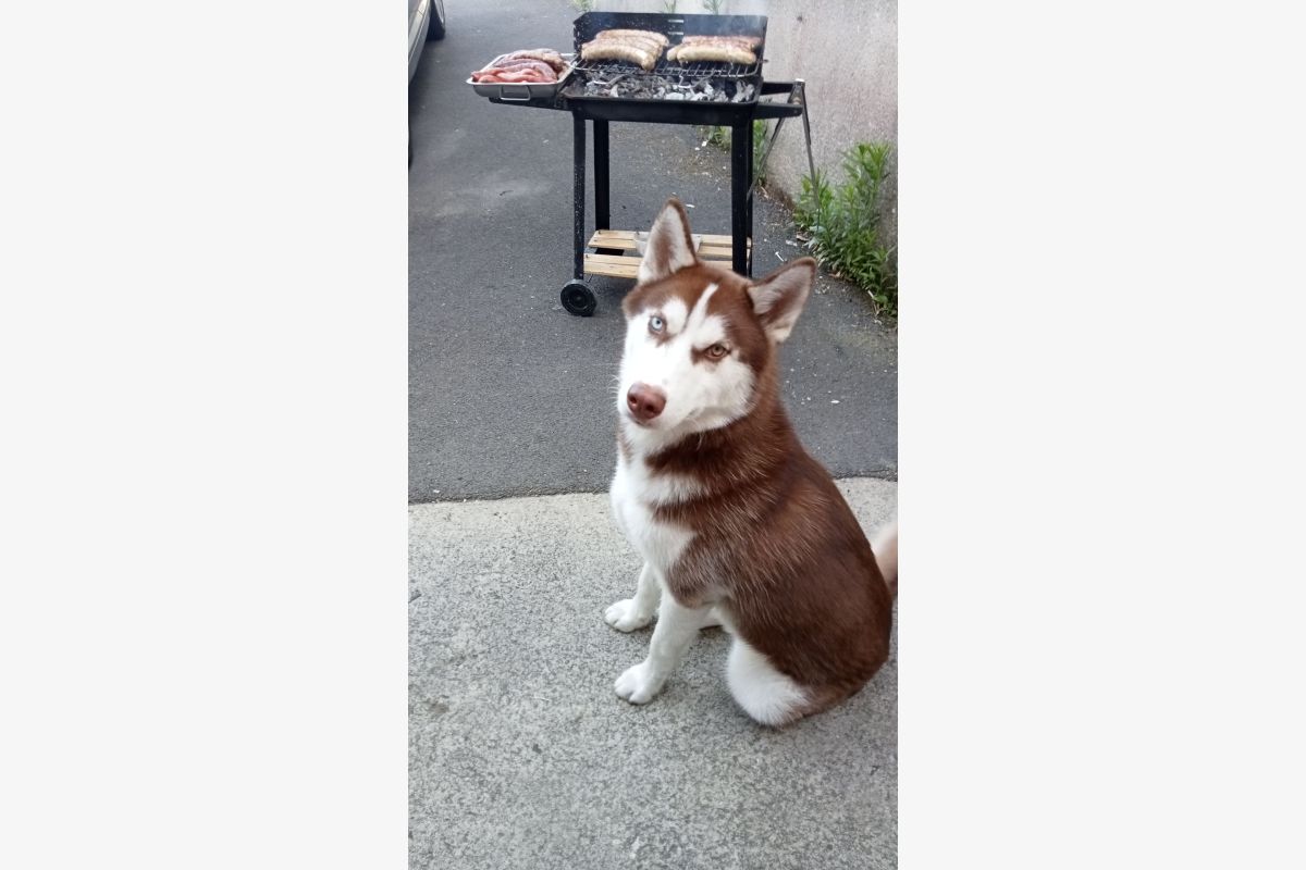 Photo 1 A donner chien 