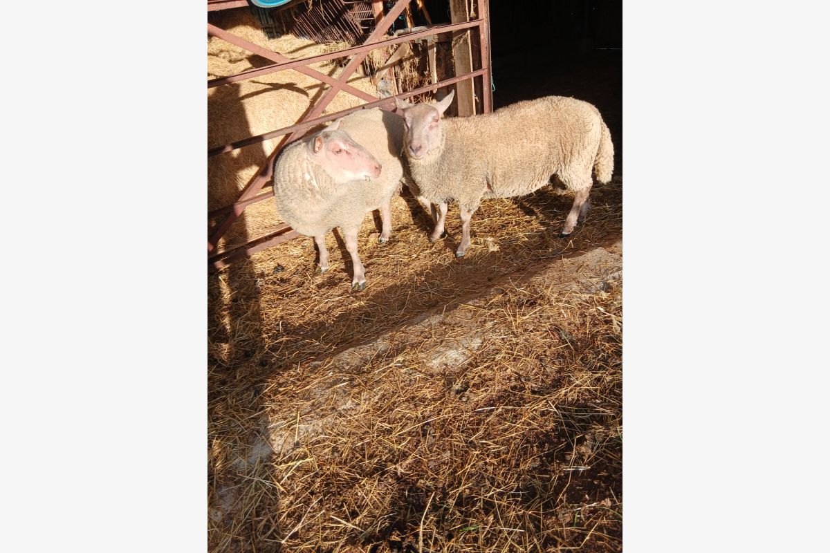 Mouton - 30261318_63ff4445f63b910be25de5759004395a.jpg