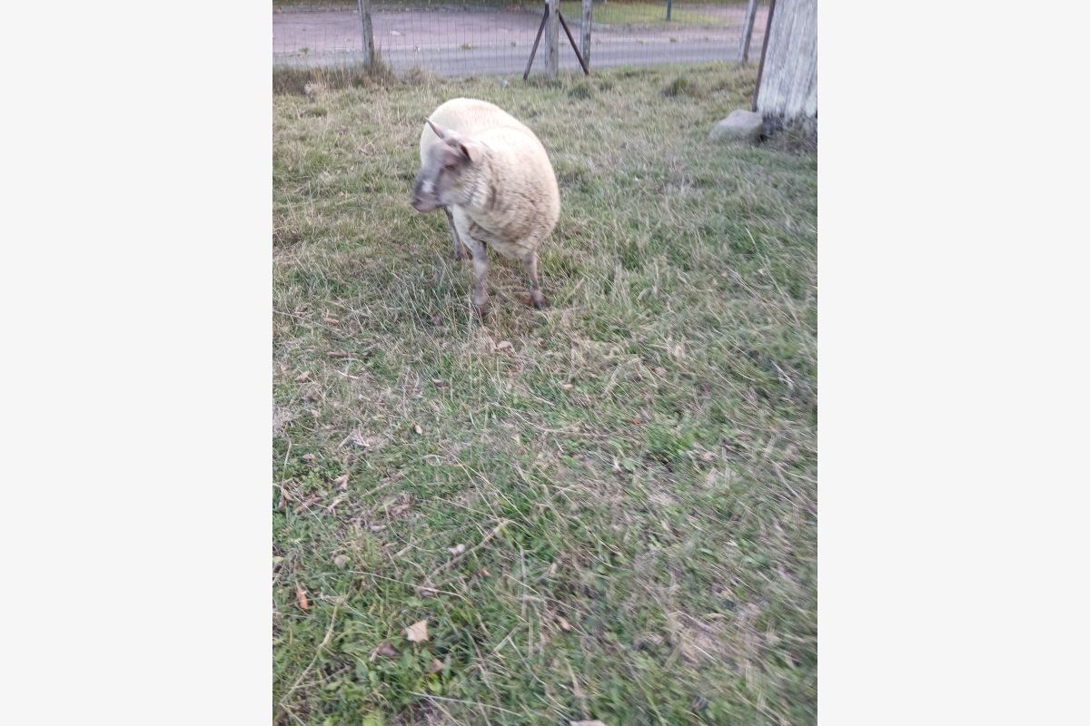 Photo 1 Mouton