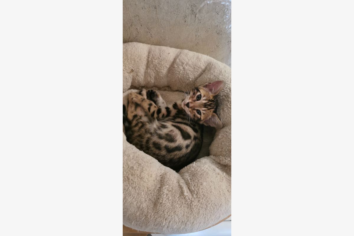 Photo 1 A réserver magnifiques chatons Bengal LOOF