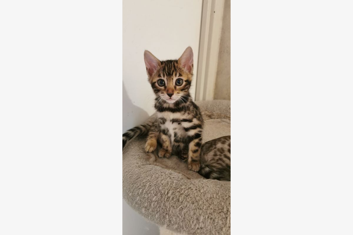A réserver magnifiques chatons Bengal LOOF - 302747_87fb4d7e018fcd3ce0fbe633deaff6cc.jpg