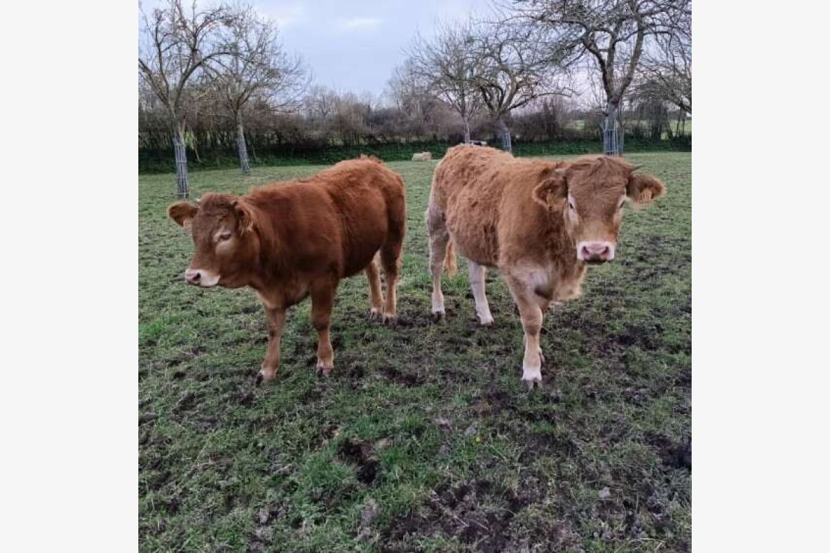 Photo 1 Broutards à vendre