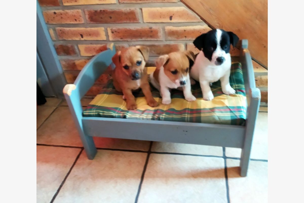 Photo 1 Apparence petits ratiers