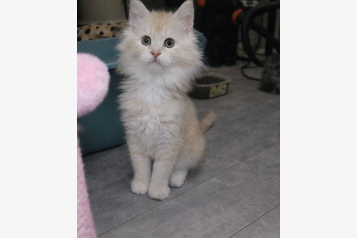 Photo 1 A réserver race maine coon