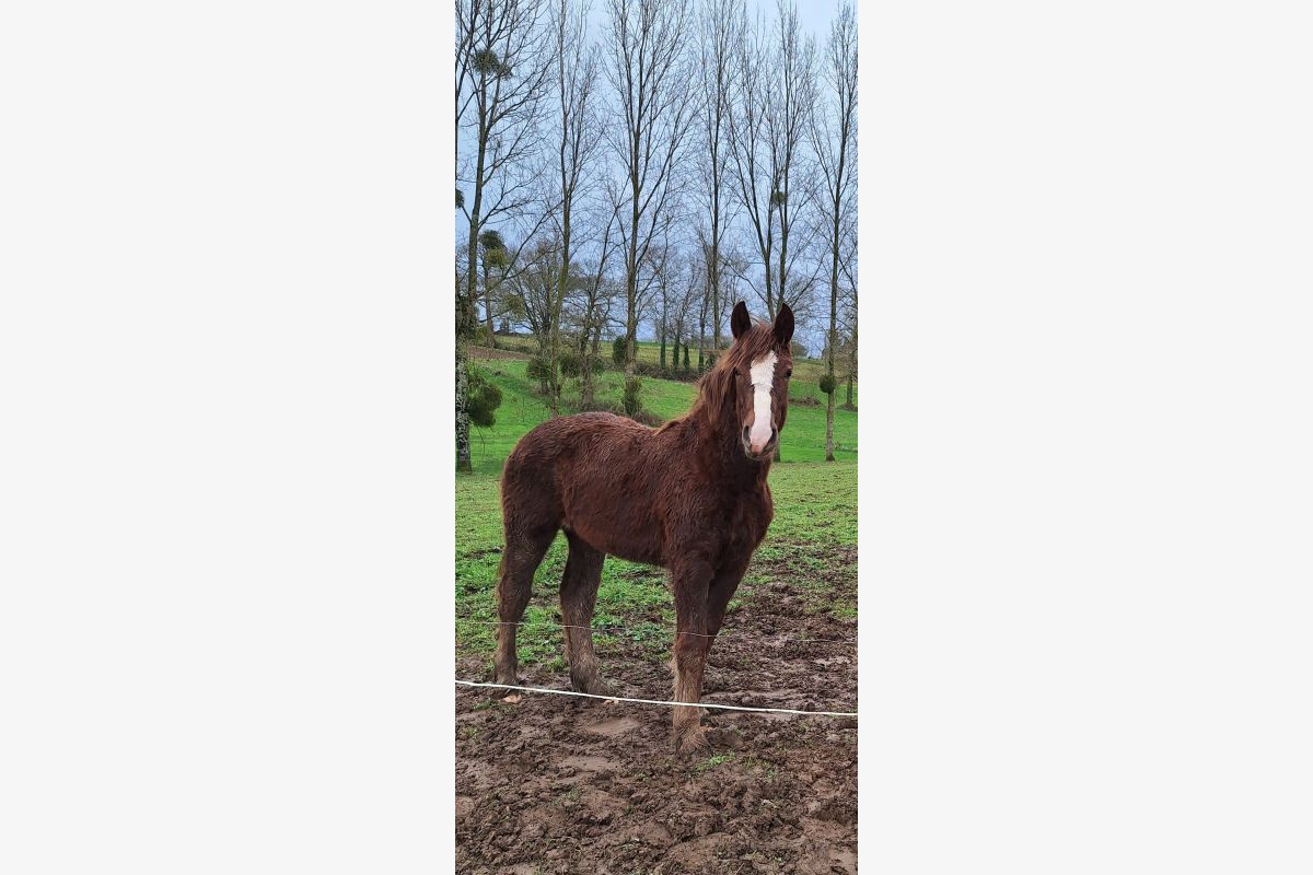 Photo 1 Pouliche Cob-normand