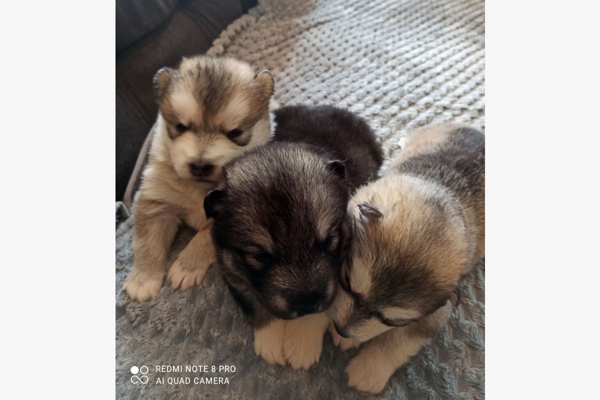 Photo 1 A réserver race malamut de l'Alaska