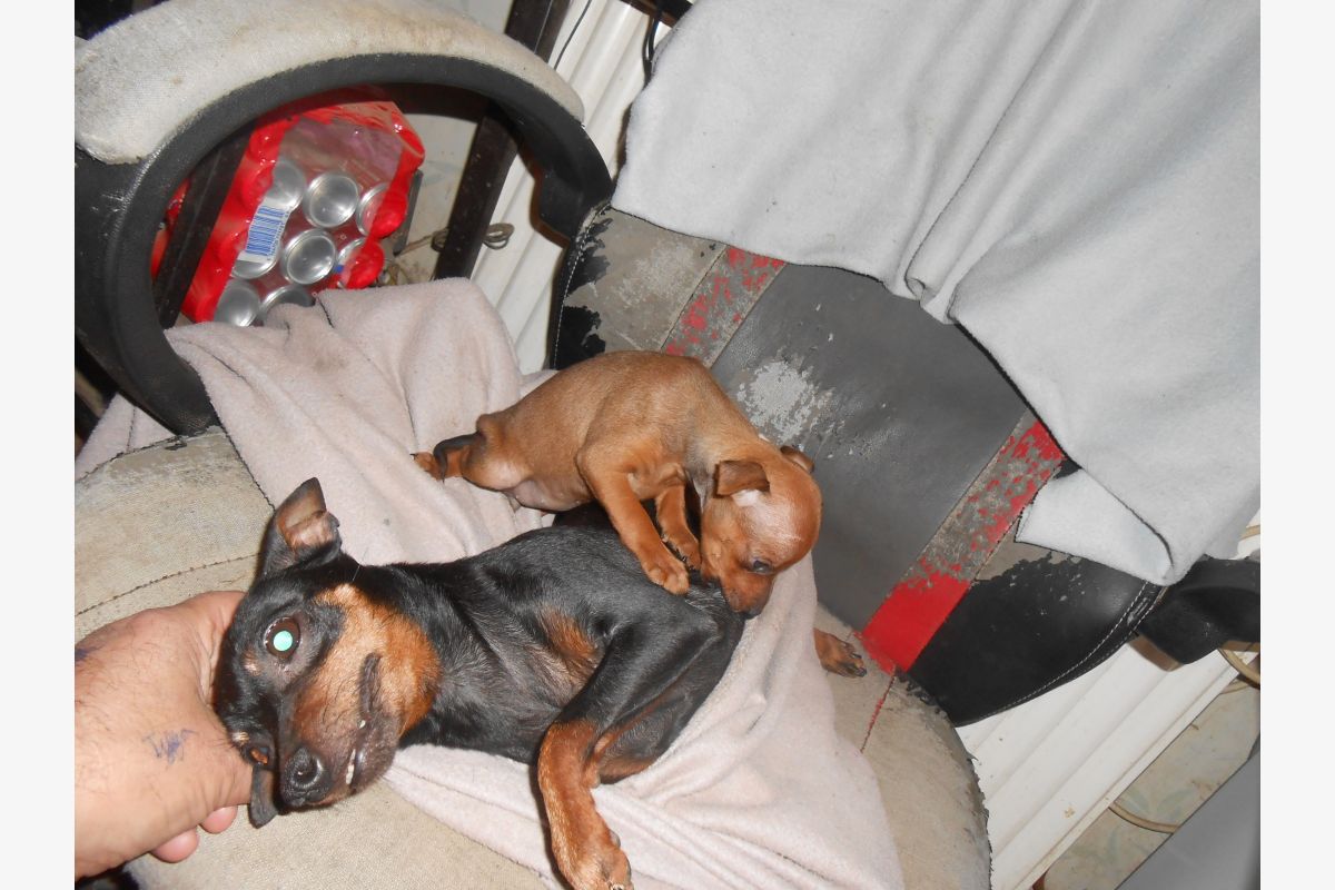 Chiot apparence pinscher nain  - 303215_0a00b25693a41a3a38488359fd8b0e00.jpg