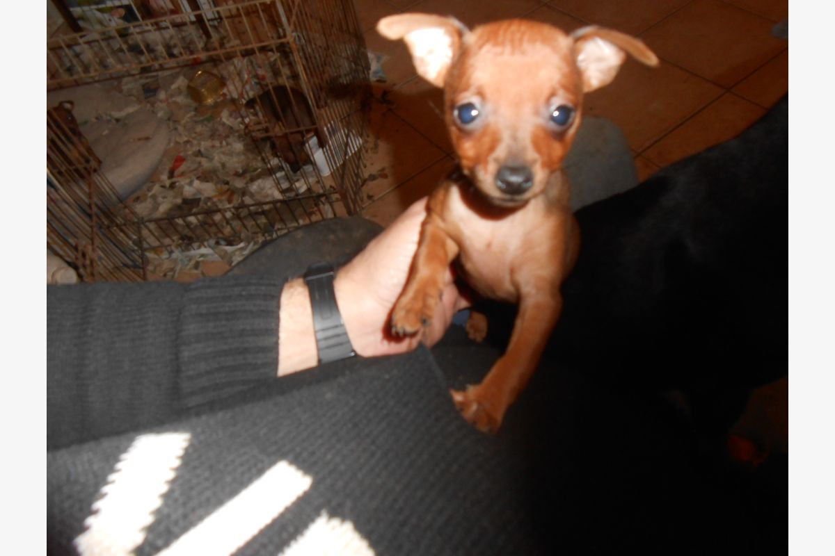 Photo 1 Chiot apparence pinscher nain 