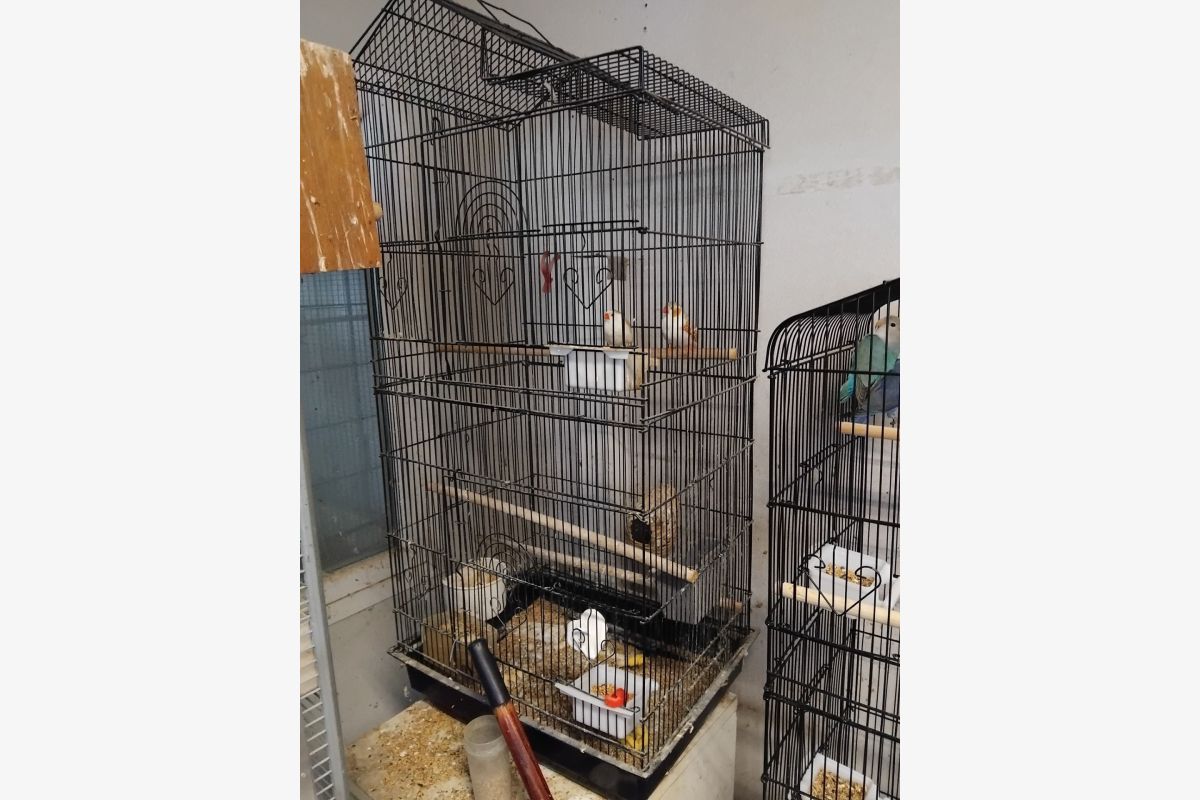 Plusieurs cages à  oiseaux - 303427_04a13da61f5aa6aec911abfb40c2a1cc.jpg