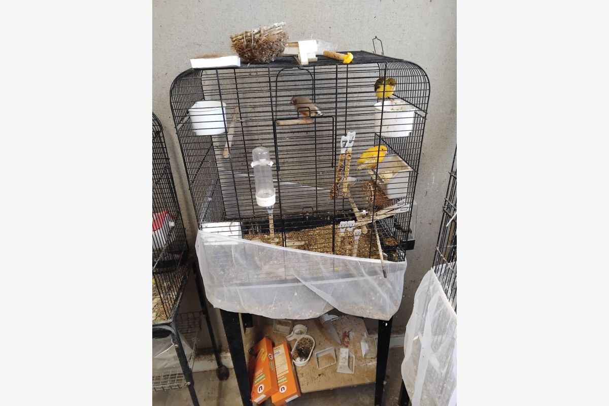 Plusieurs cages à  oiseaux - 303427_4ac43cb34db136bd08cb5c7ec383fcef.jpg