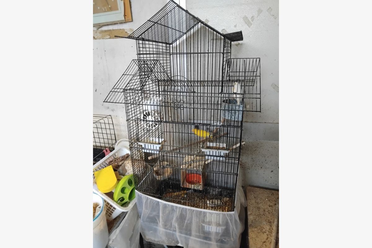 Photo 1 Plusieurs cages à  oiseaux