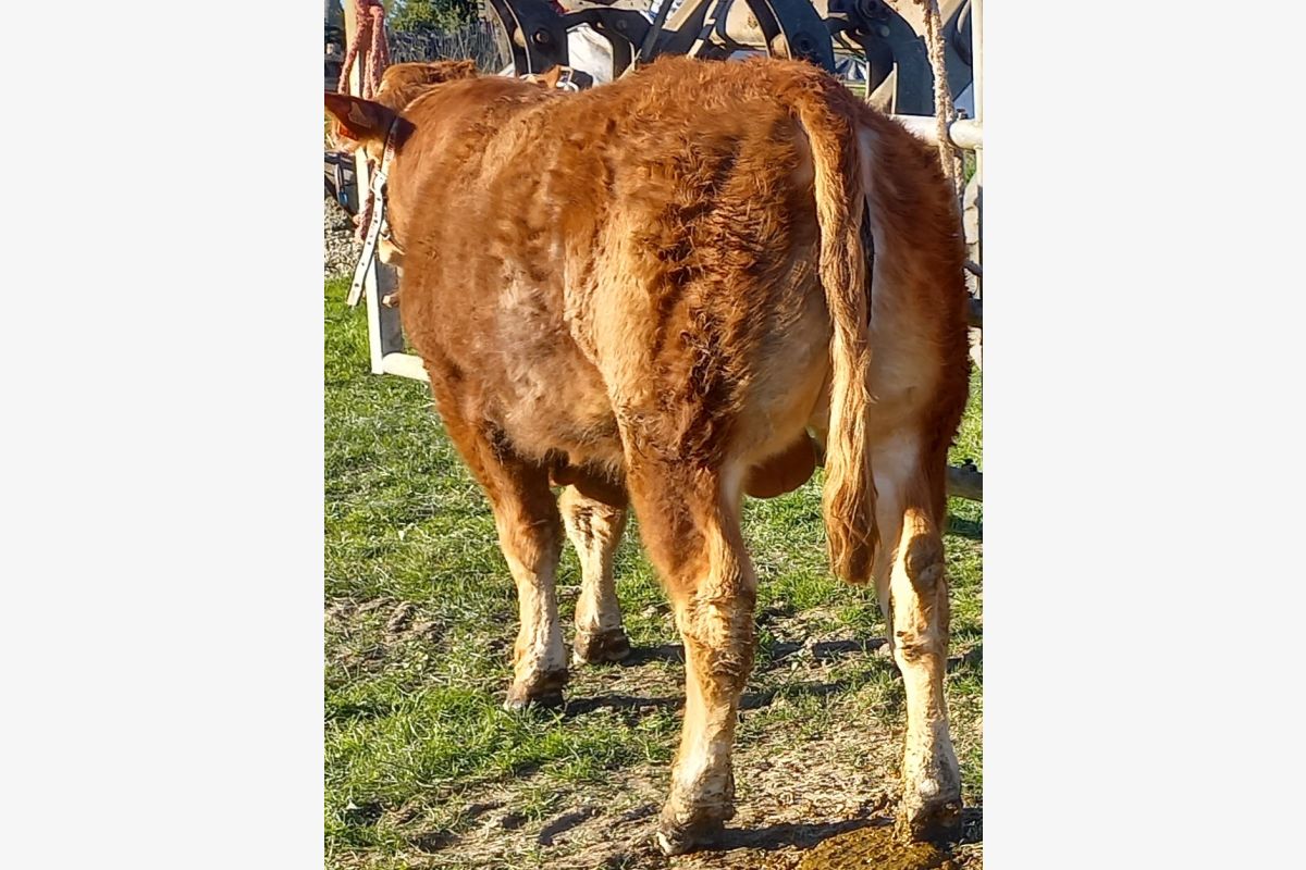 Taureau limousin - 303463_4a09c0f46d3bb1a73bf6b60b2f3143a6.jpg