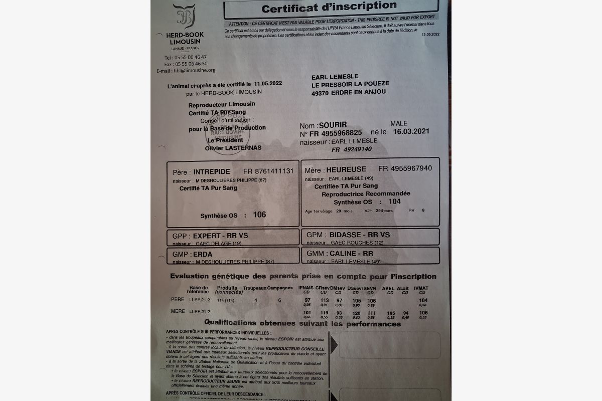 Taureau limousin - 303463_84bf74911de09d4ddc2bbdb0e69bb664.jpg