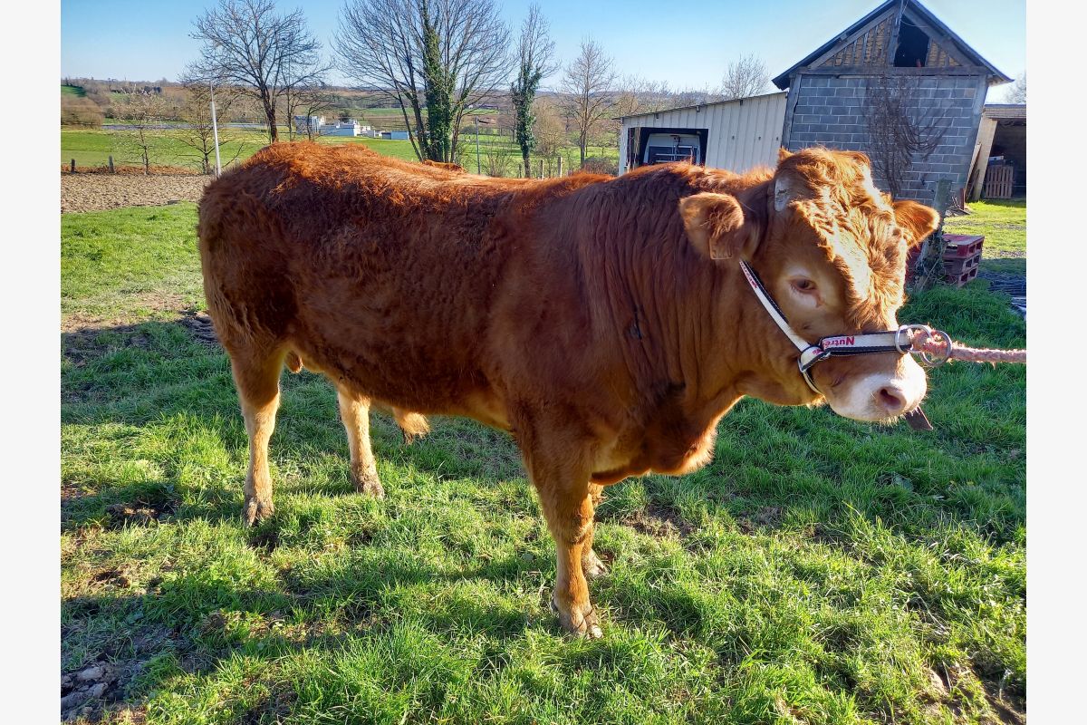 Photo 1 Taureau limousin