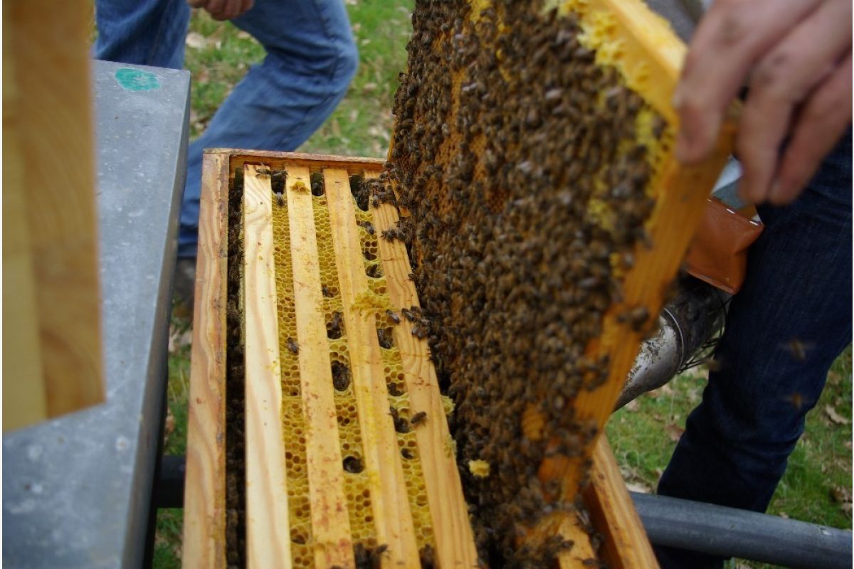 Essaim d'abeilles - 61914_1.jpg