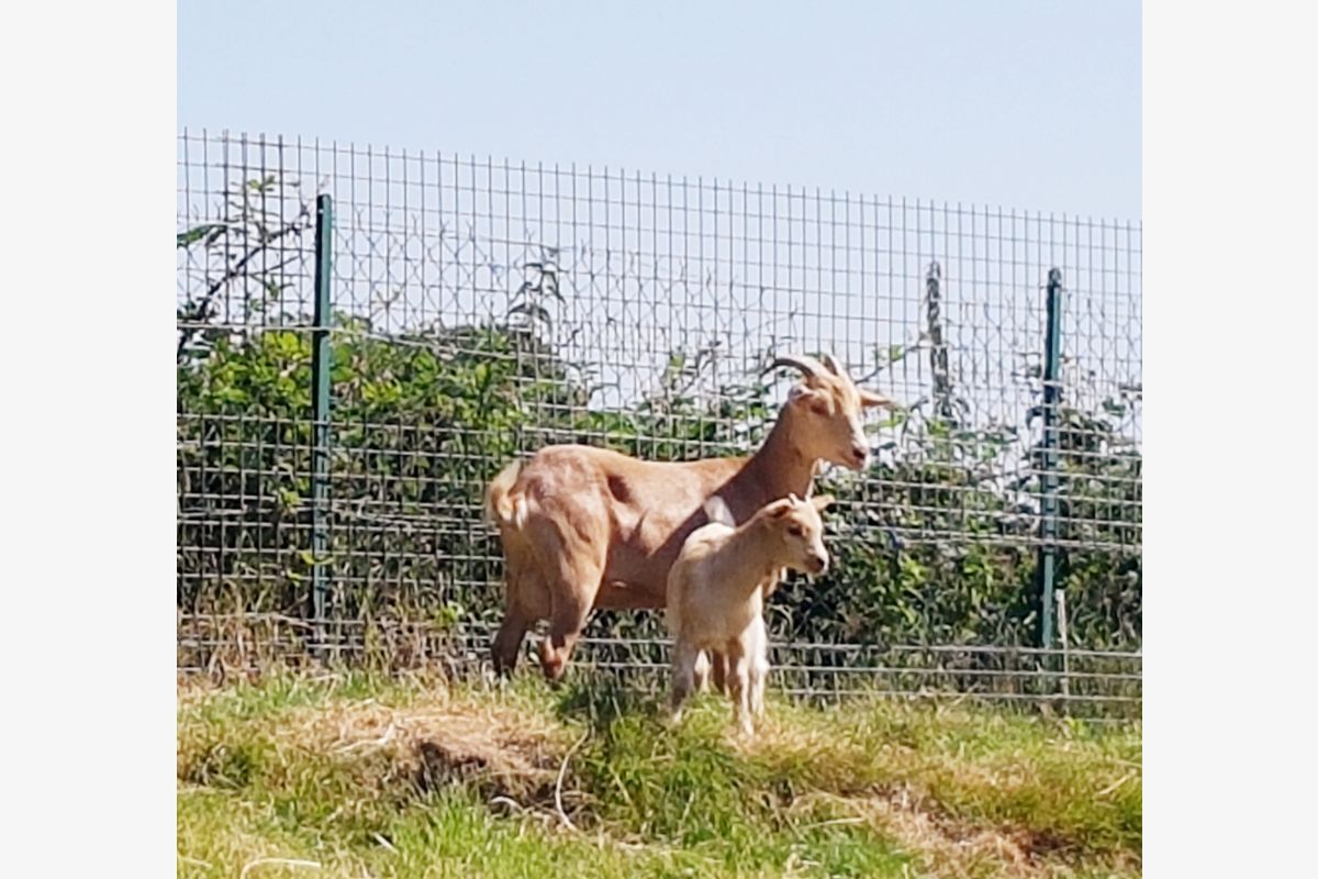 Vends jolies chèvres naines - Une mère et sa chevrette - 67772_0.jpg