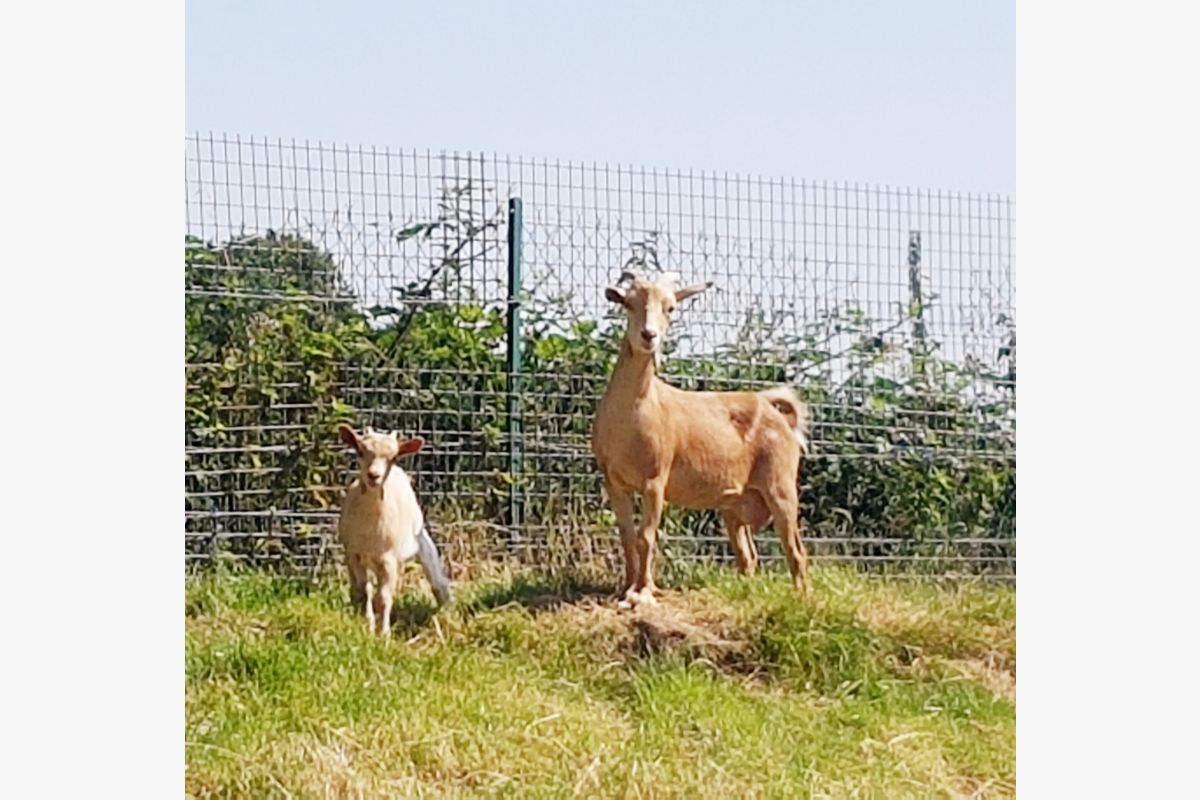 Vends jolies chèvres naines - Une mère et sa chevrette - 67772_1.jpg