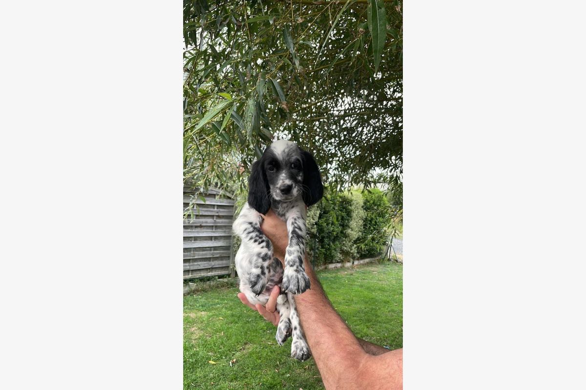 Vends chiots setter irlandais blue belton LOF - 71731_1.jpg