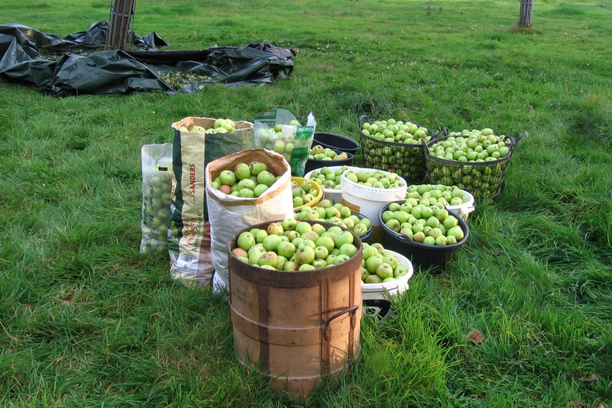 Pommes à couteau & à cidre  - 80547_1.jpg