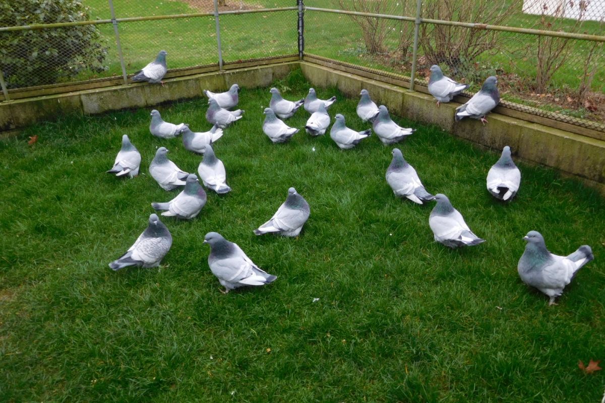 Pigeons - 82165_1.jpg