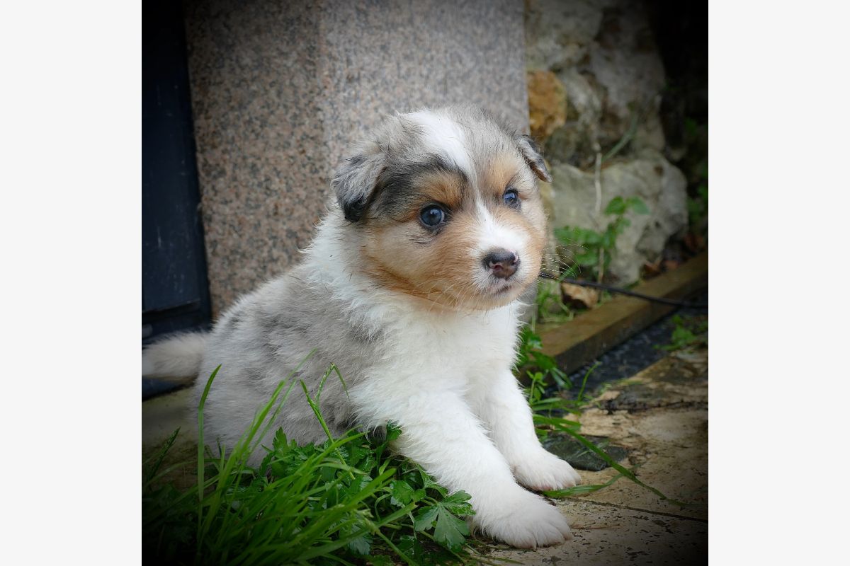 Chiots race berger australien LOF - 84467_0.jpg