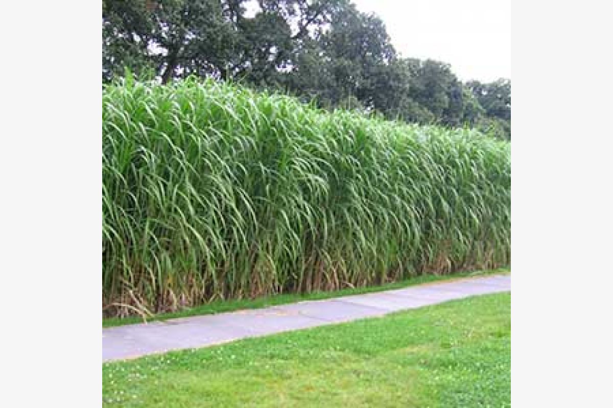 Rhizome de miscanthus - 85174_1.jpg