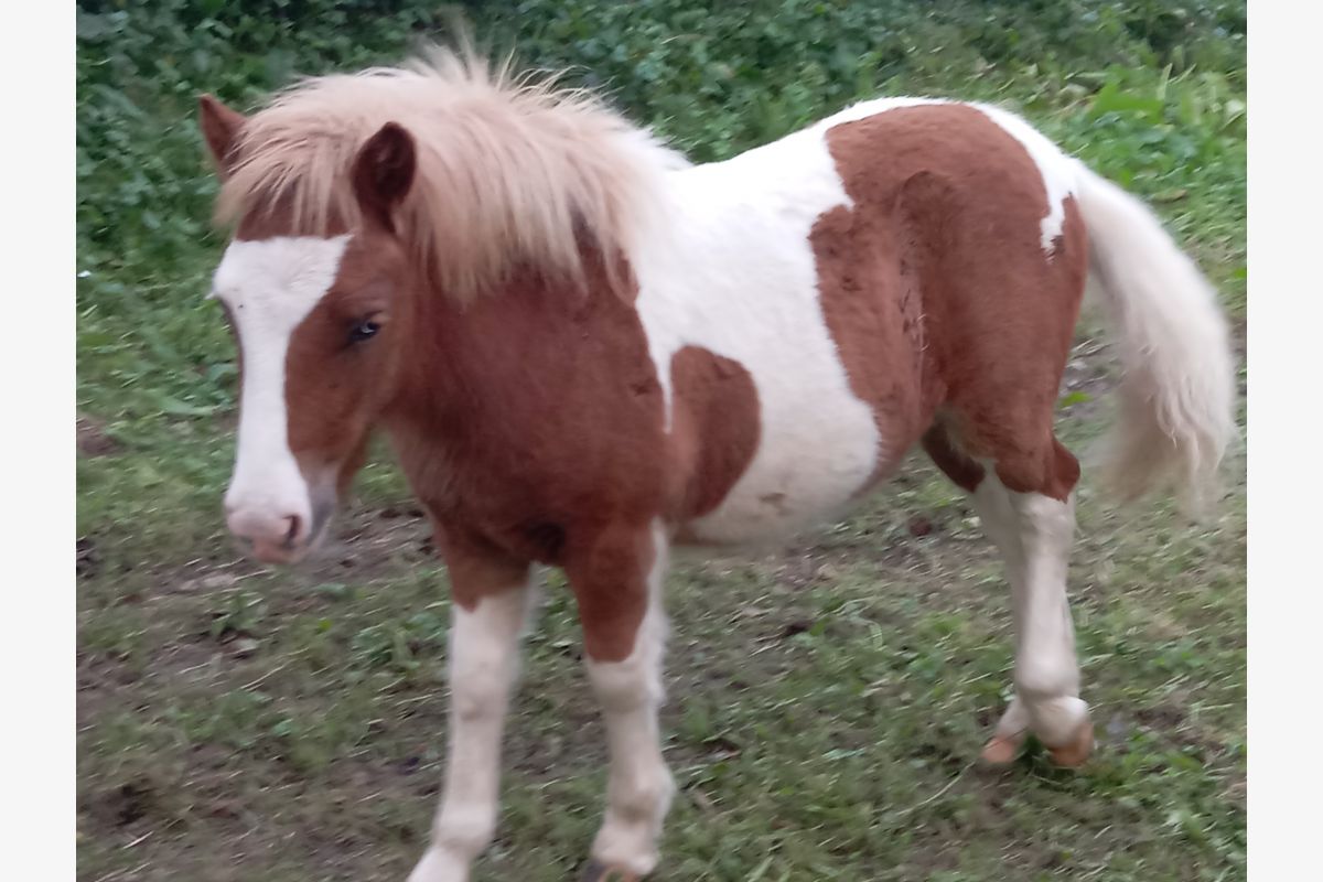 Poney Shetland  - 85991_0.jpg