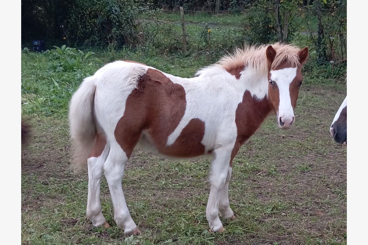 Poney Shetland  - 85991_1.jpg