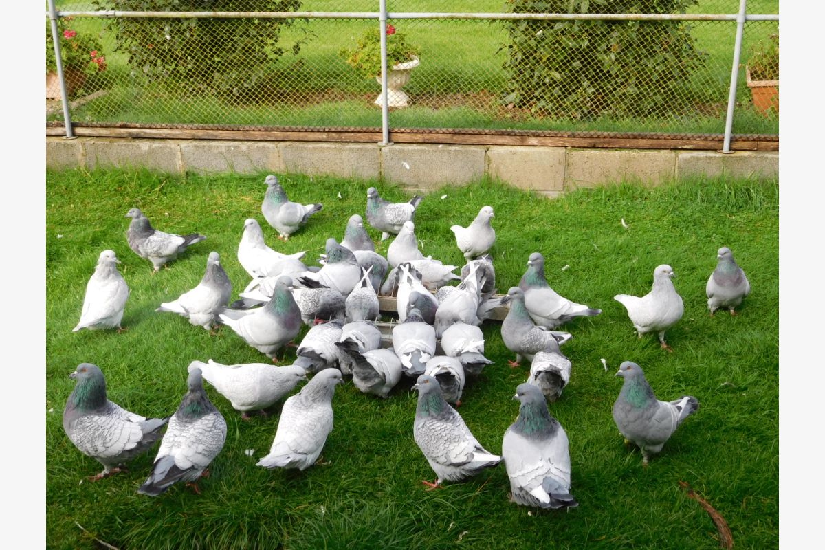 pigeons lynx de pologne - 87638_0.jpg
