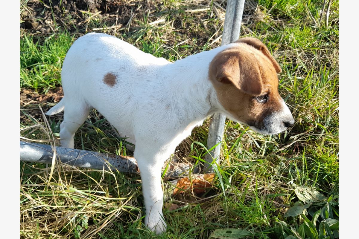 Vends adorable apparence jack russel  - 93593_0.jpg