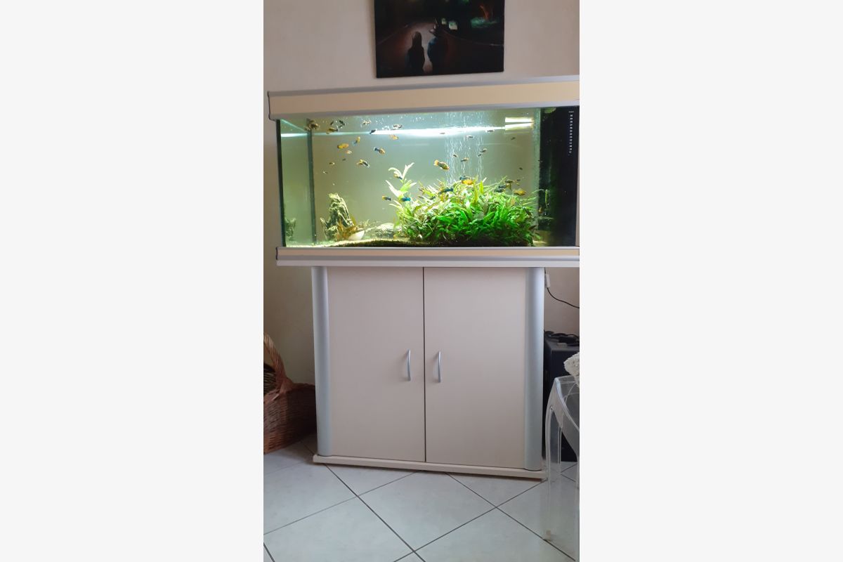 Aquarium avec poissons exotiques - 95363_0.jpg