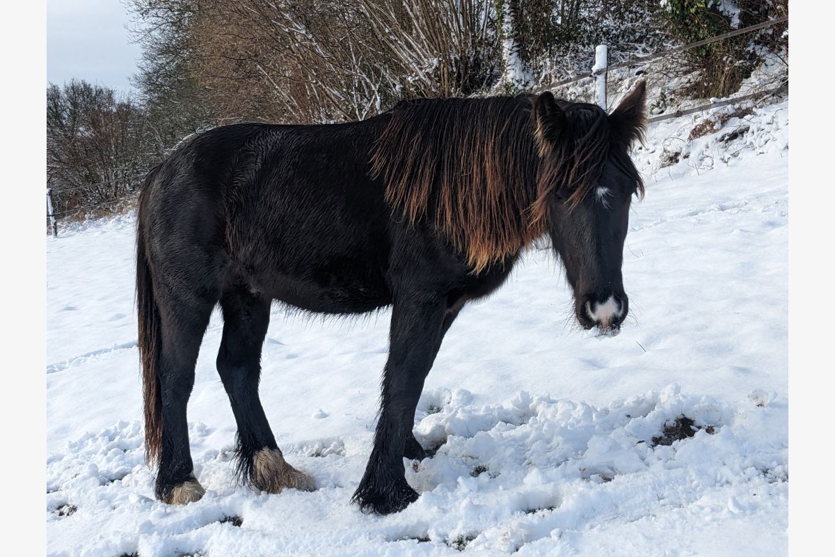 PP hongre 3/4 Irish cob 2 ans Smoky black - 96328_0.jpg