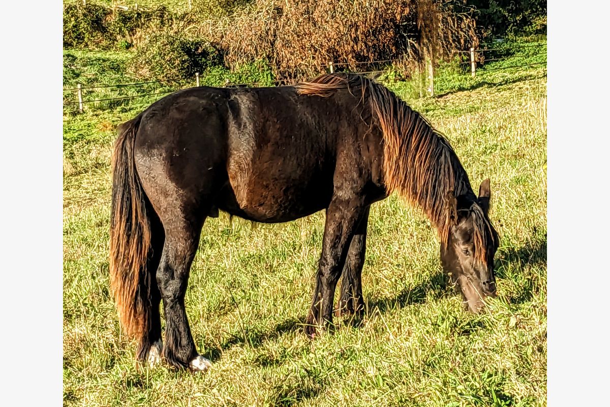 PP hongre 3/4 Irish cob 2 ans Smoky black - 96328_1.jpg